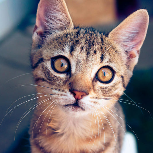 Est-il possible de transporter un chat dans un carton ?