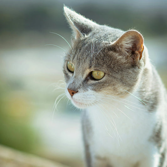 Sac de transport pour chat compatible cabine avion : exigences