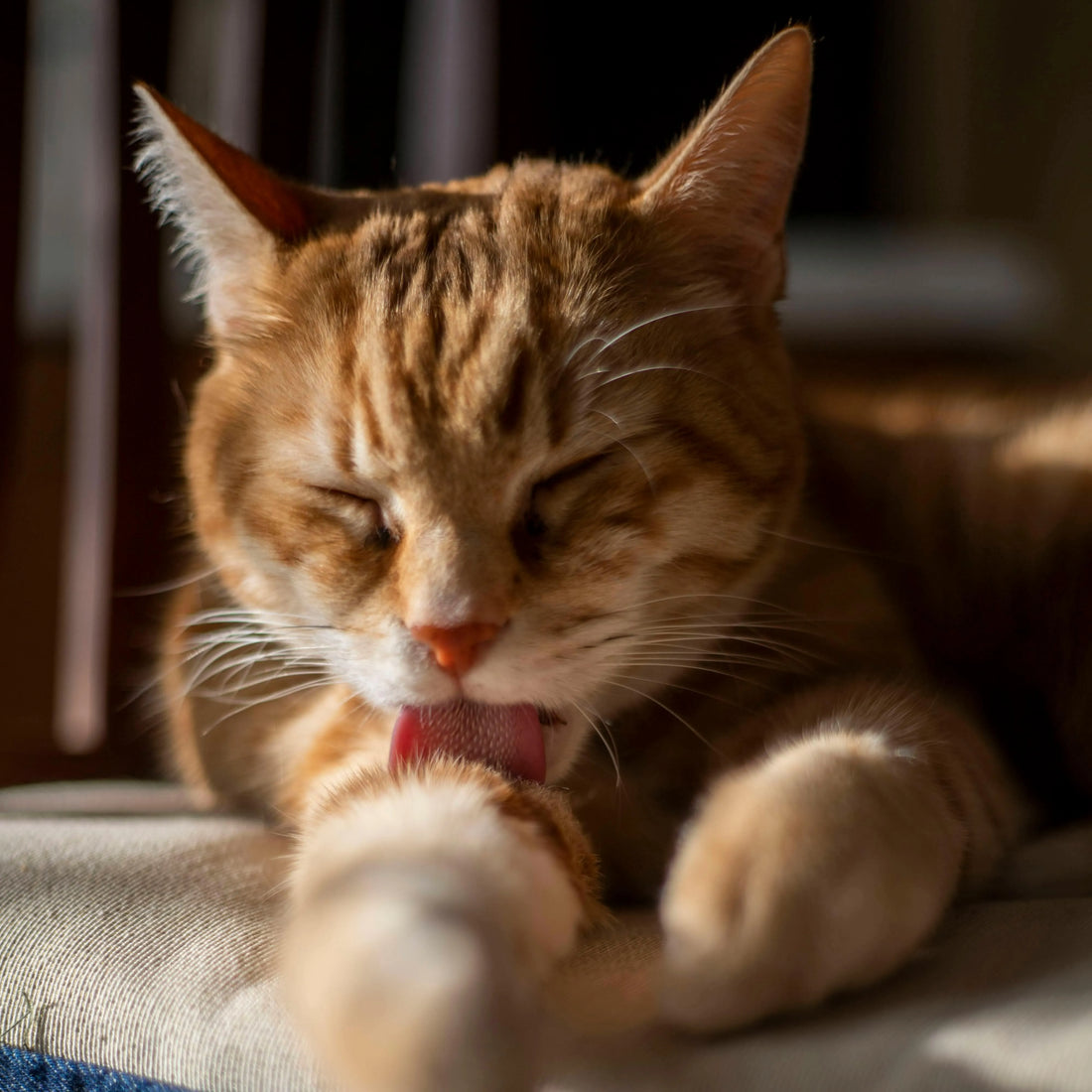 Où acheter un sac de transport pour chat en France