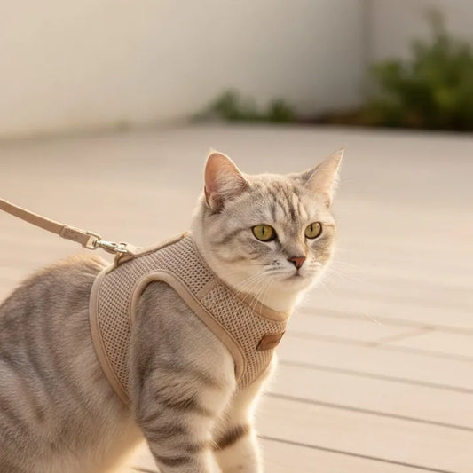 Est-ce bien de sortir son chat en laisse 