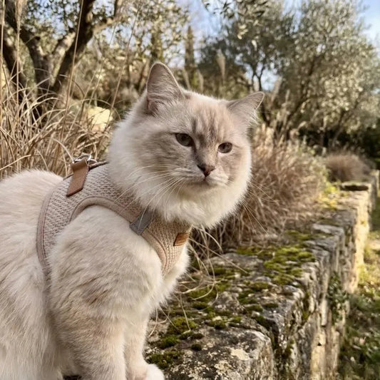 Est-ce que les chats aiment les balades 