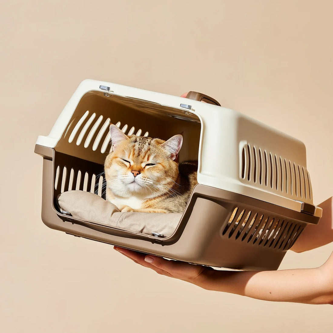 Est-il possible d'endormir un chat pour voyager ?