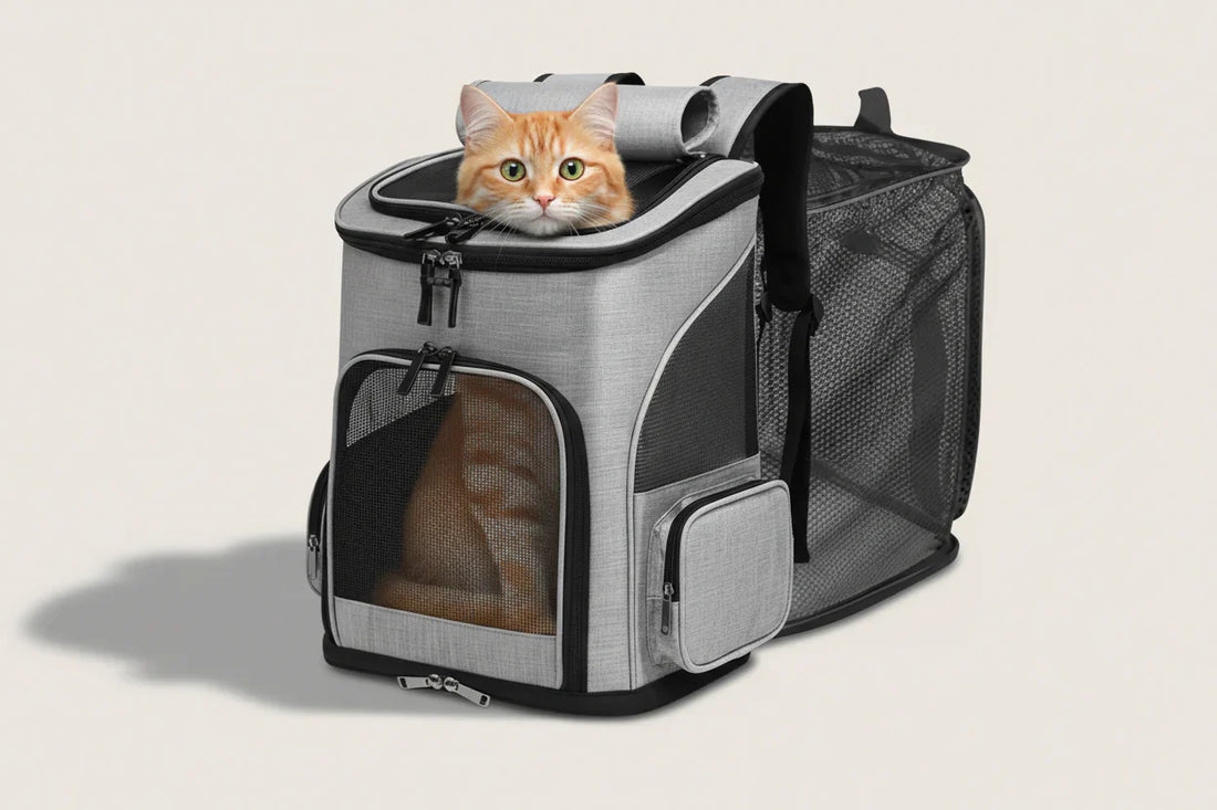Meilleur sac de transport pour chat 2026