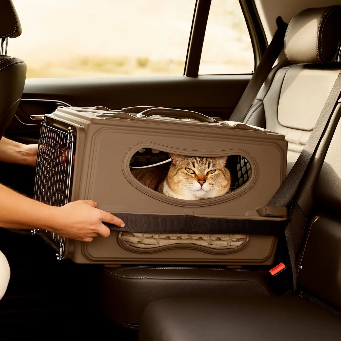 Comment transporter un chat pour un long trajet ?
