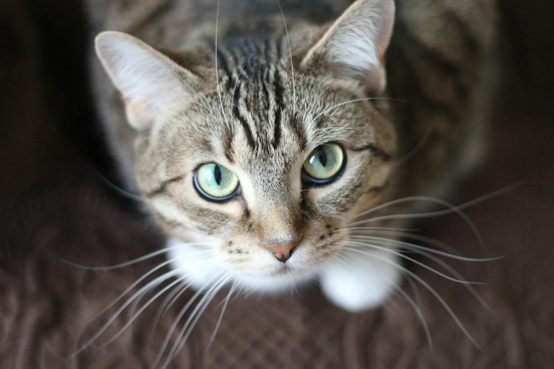 Chat qui miaule en voiture : solutions efficaces