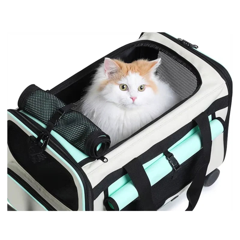Chat dans un sac de transport pour chat