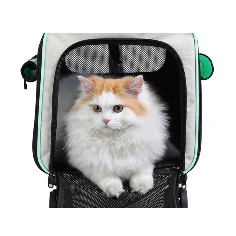 Chat dans un sac de transport pour chat